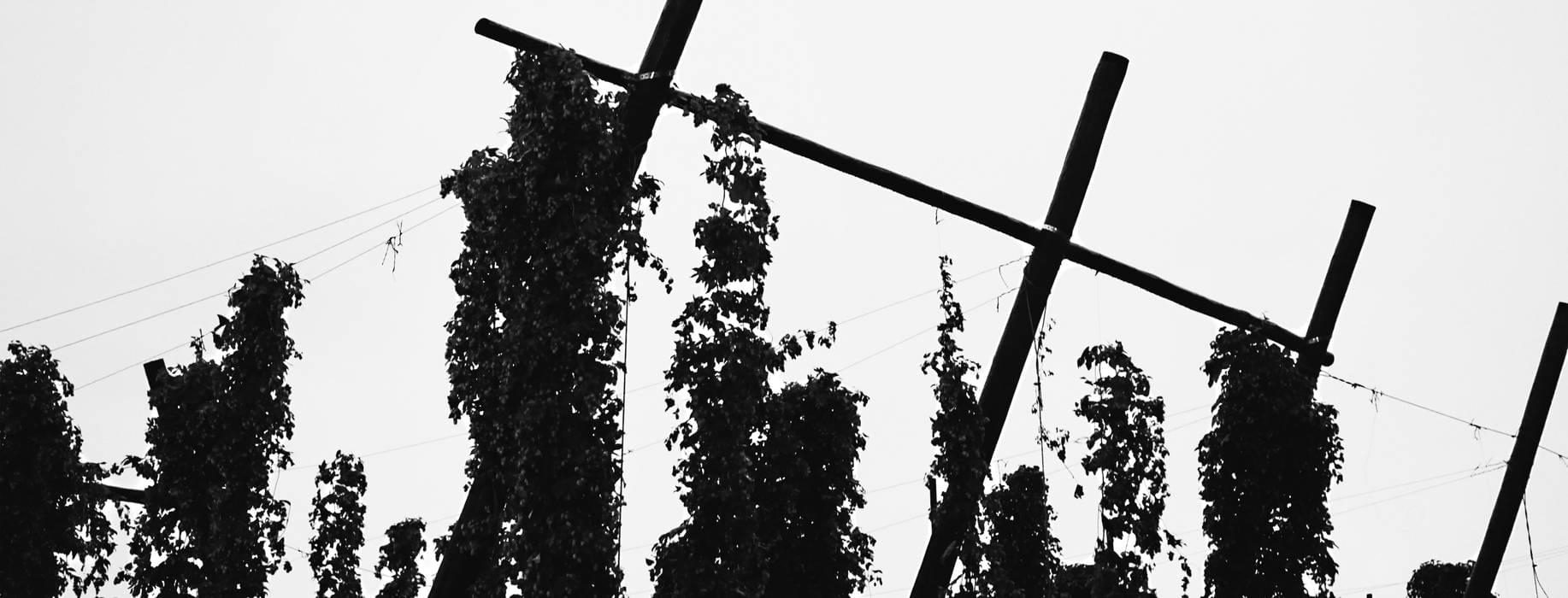 article-banner